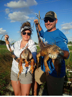 Iguana Hunts Fort Luaderdale Florida